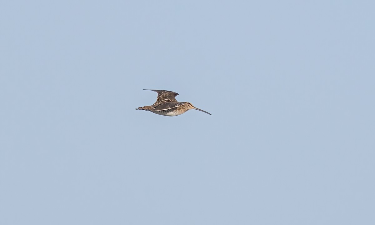 Wilson's Snipe - ML609513974