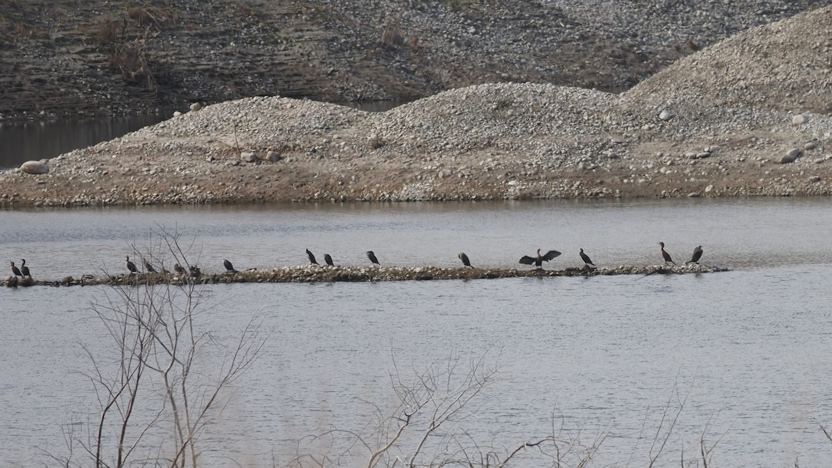 Double-crested Cormorant - ML609513988