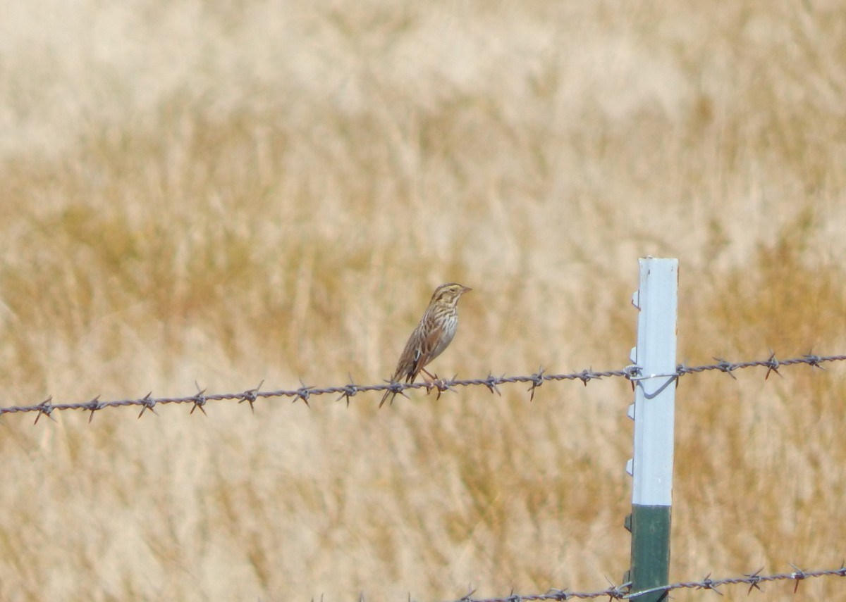 Savannah Sparrow - ML609513990