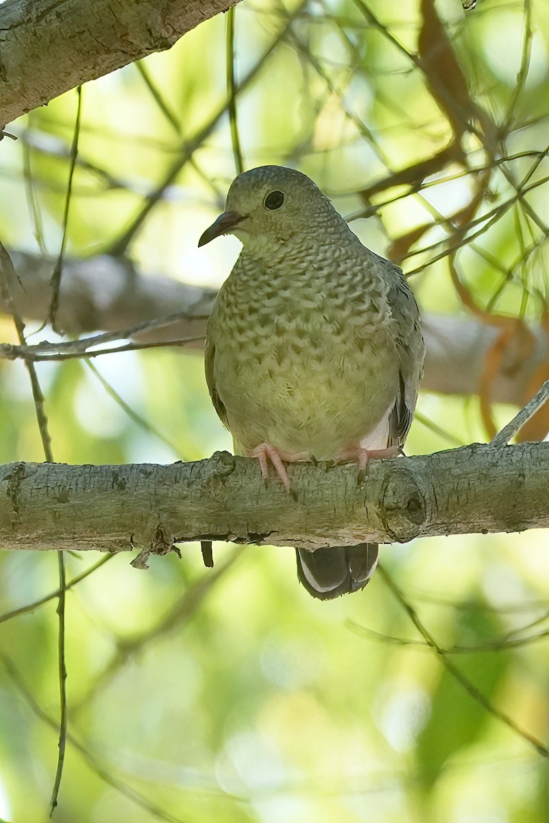 Common Ground Dove - ML609514006