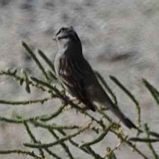 White-crowned Sparrow - ML609514008