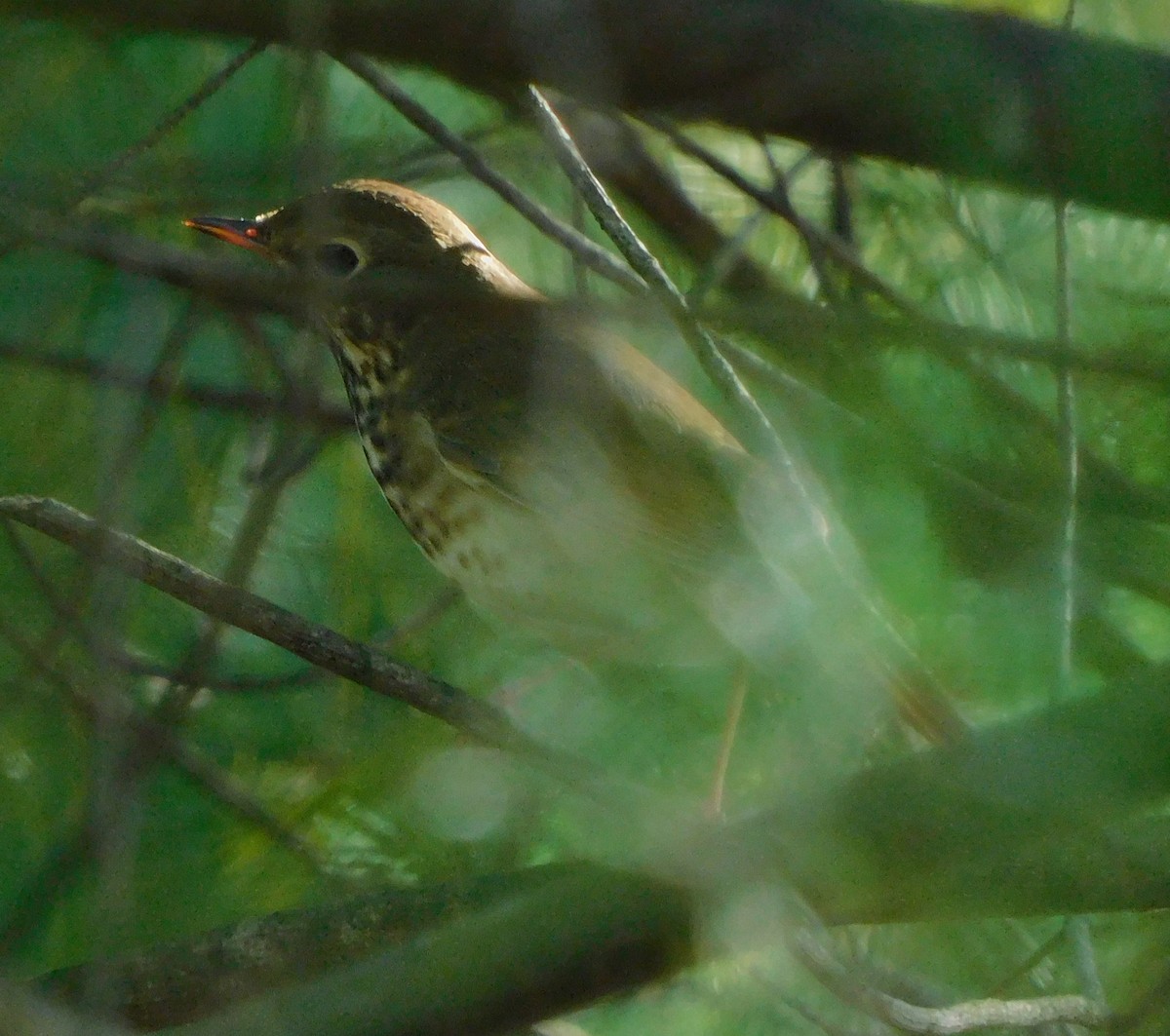 Hermit Thrush - ML609514017