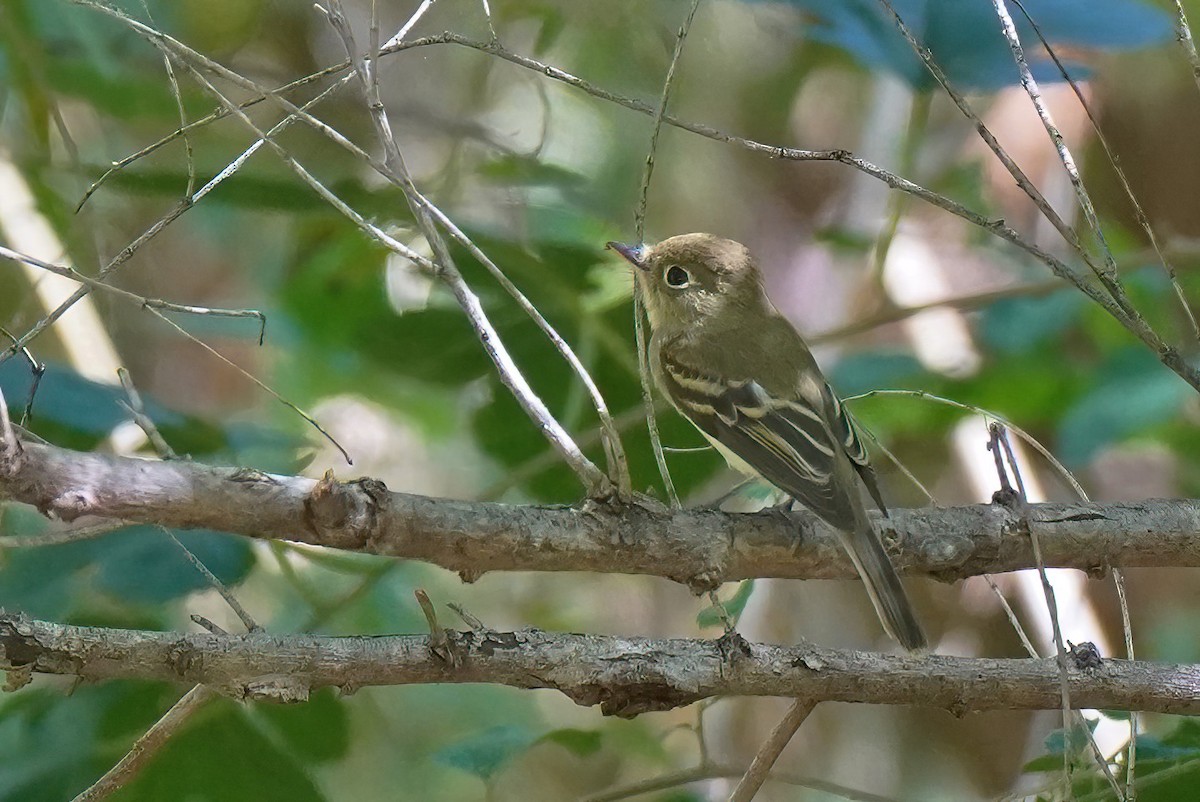 Western Flycatcher (Pacific-slope) - ML609514018