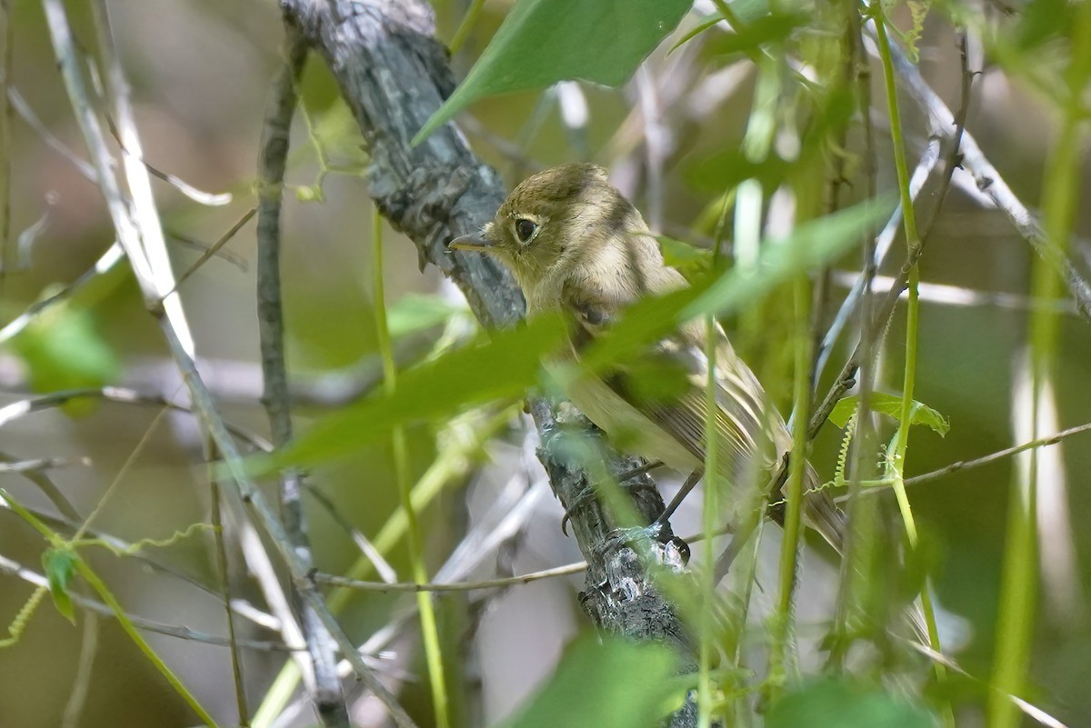 Western Flycatcher (Pacific-slope) - ML609514019