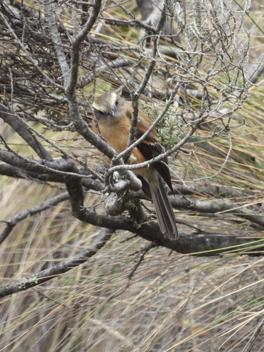 Brown-backed Chat-Tyrant - ML609514049
