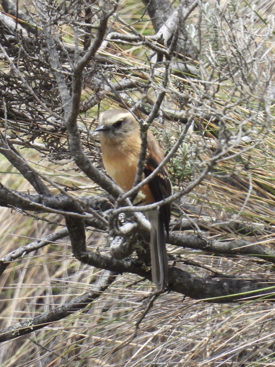 Brown-backed Chat-Tyrant - ML609514050