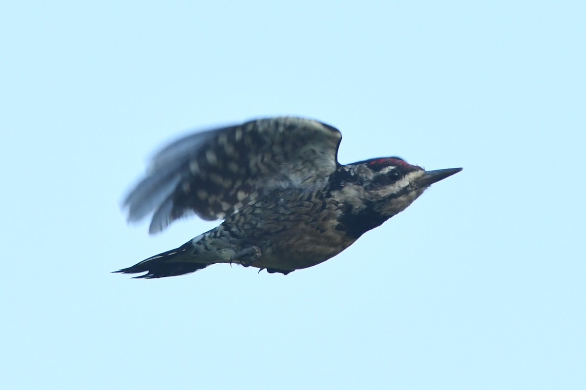 Yellow-bellied Sapsucker - Kiah R. Jasper