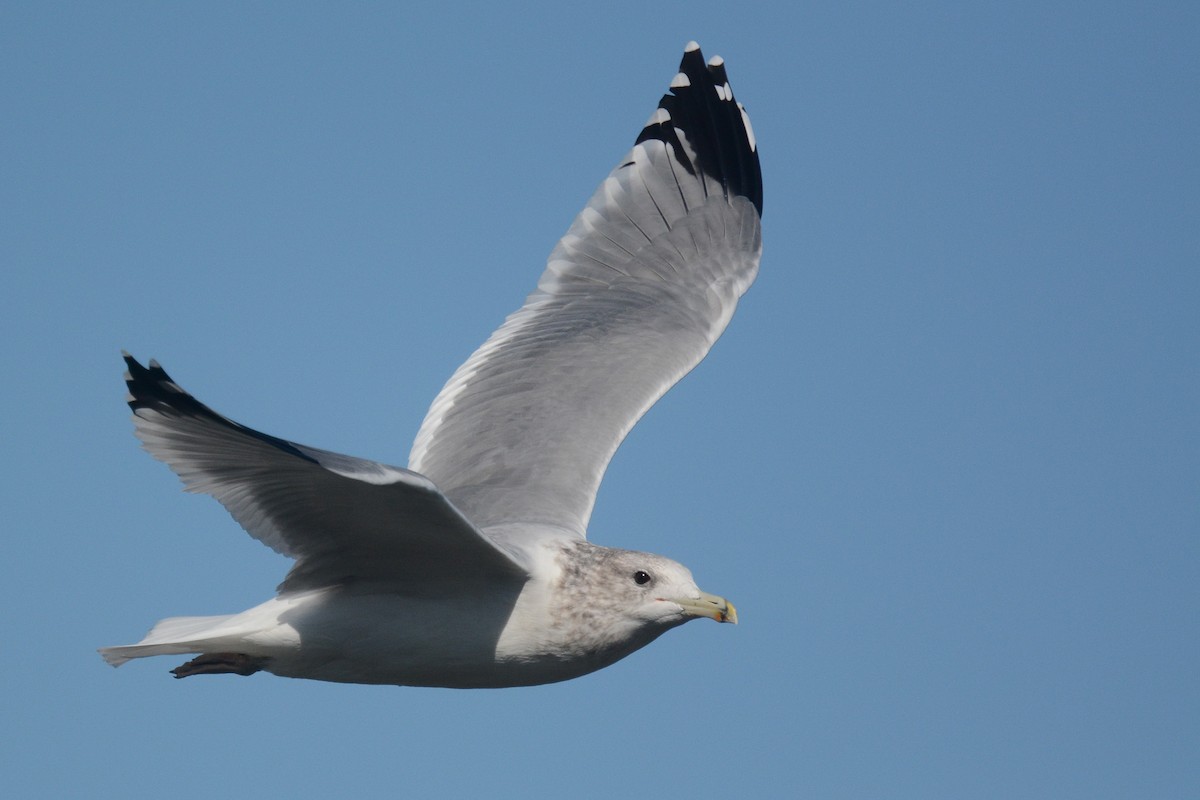 California Gull - ML609514209