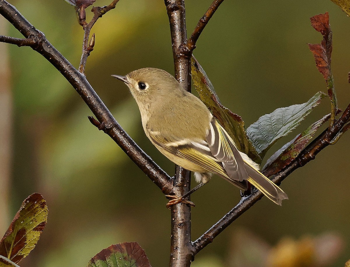 Ruby-crowned Kinglet - ML609514261