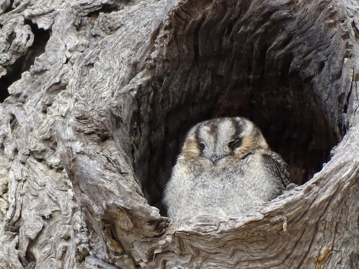 Australian Owlet-nightjar - Michael Preston