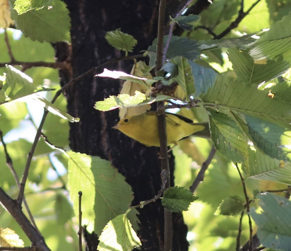 Wilson's Warbler - ML609514332