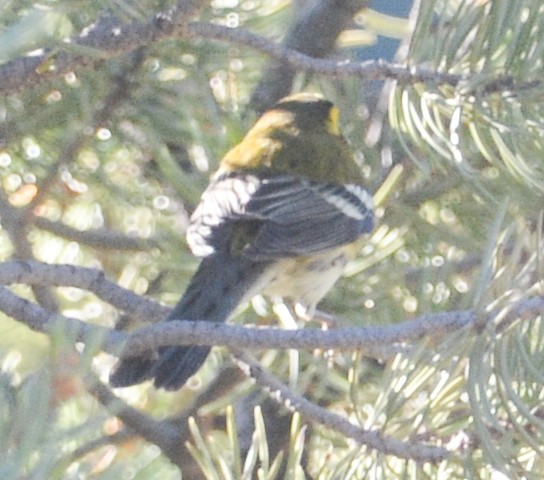 Townsend's Warbler - ML609514334