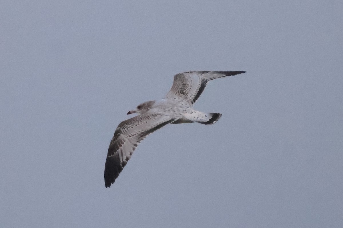 Ring-billed Gull - ML609514363