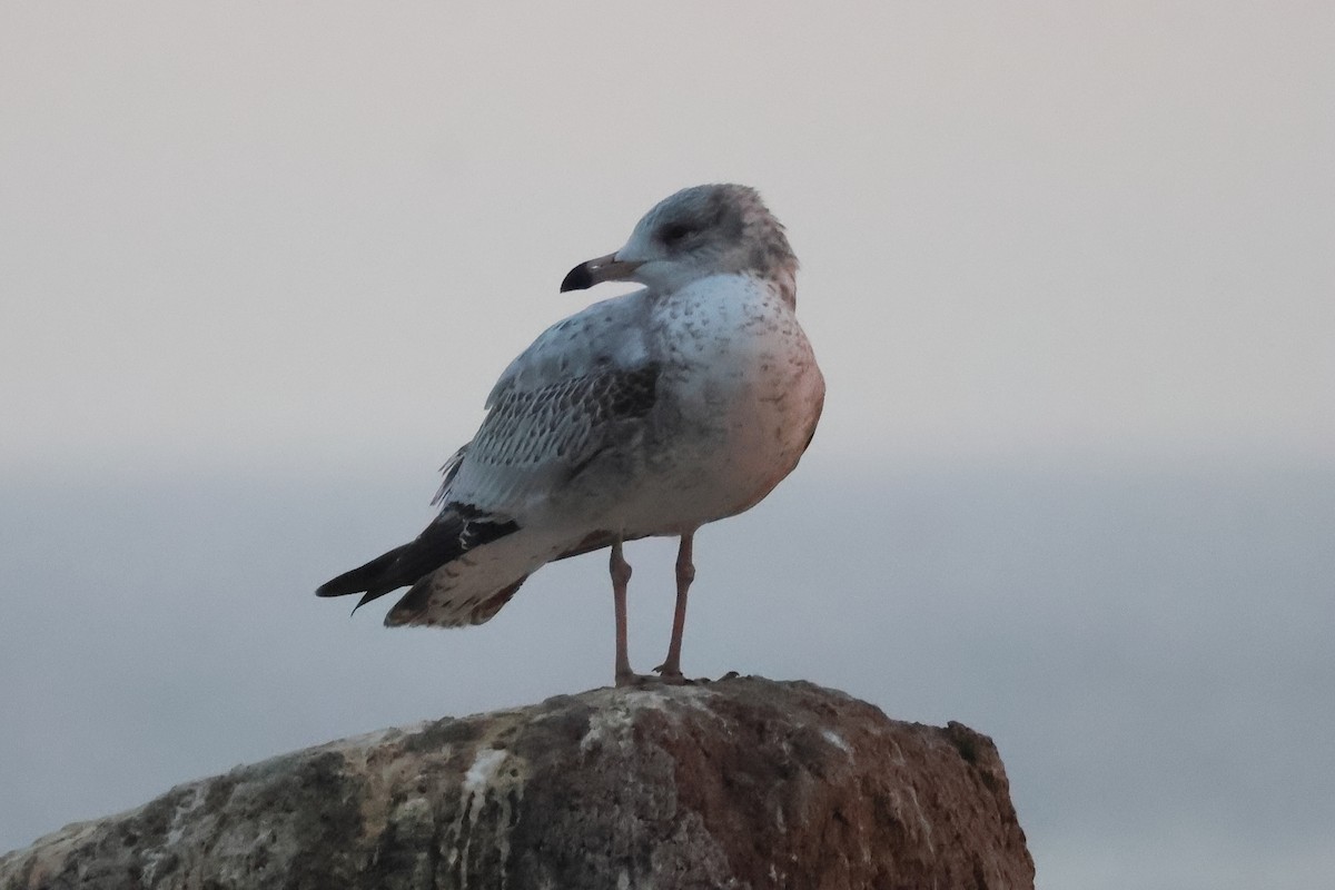 Ring-billed Gull - ML609514364