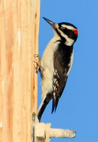 Hairy Woodpecker - ML609514366