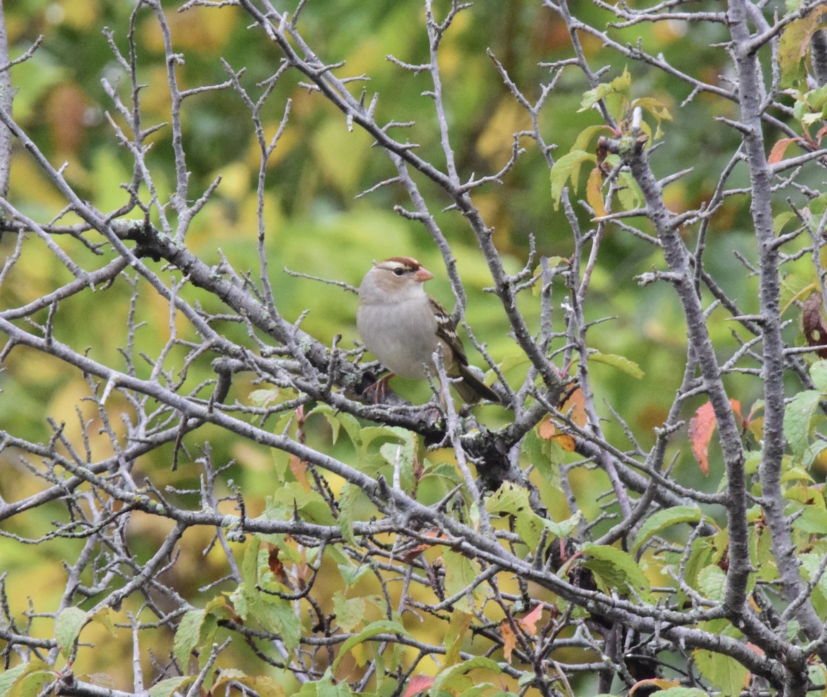 White-crowned Sparrow - Garrett  Wee