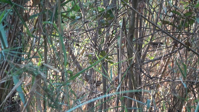 Evergreen-forest Warbler (Eastern) - ML609514449