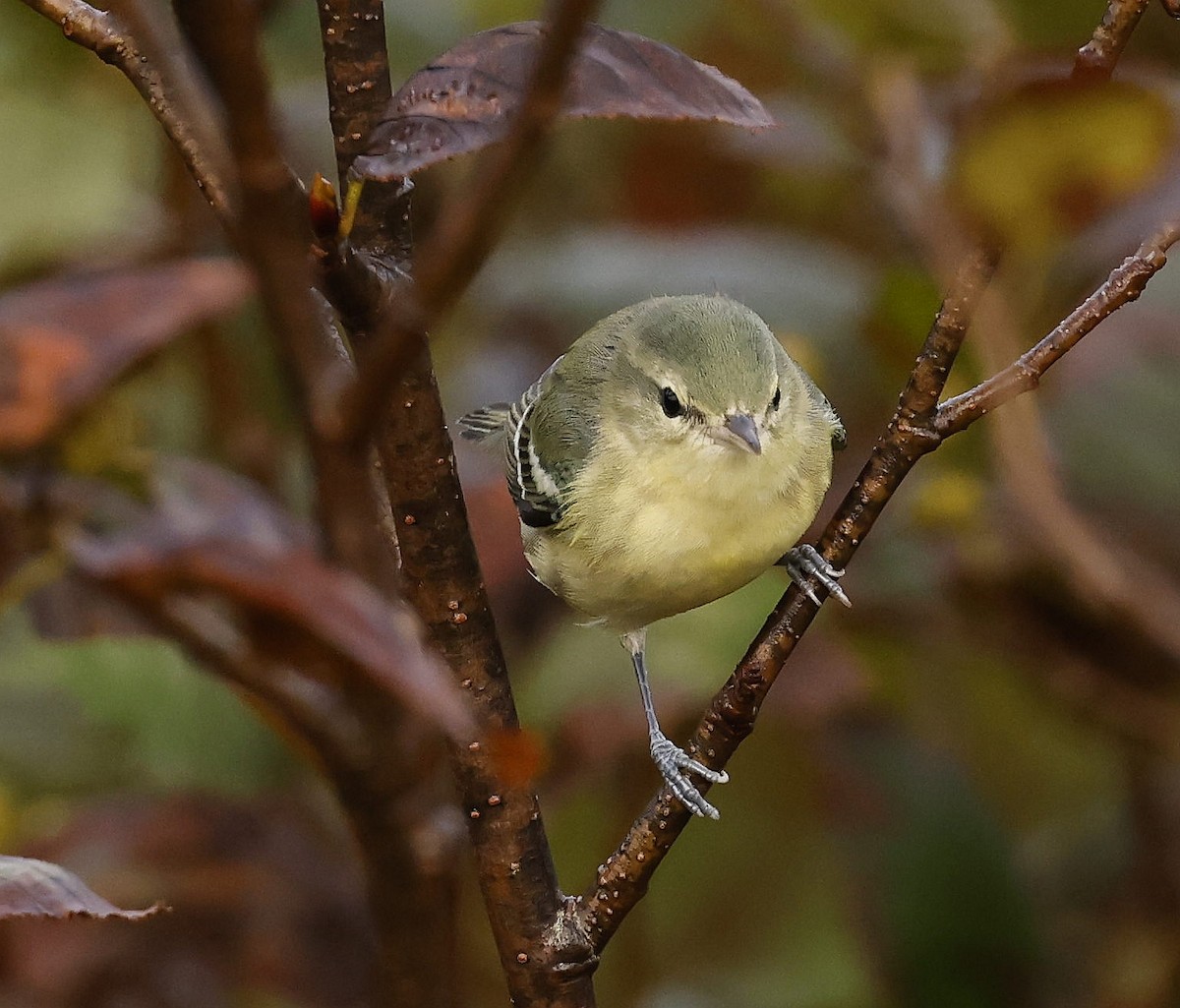 Cerulean Warbler - ML609514467