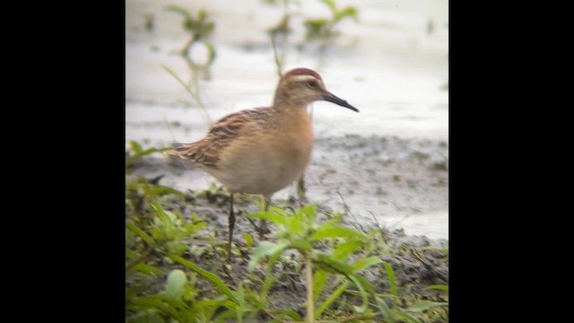 Sharp-tailed Sandpiper - ML609514557