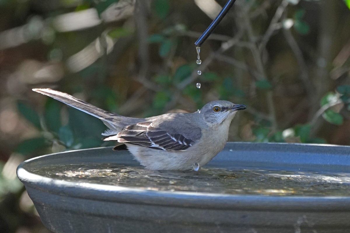 Northern Mockingbird - ML609514589