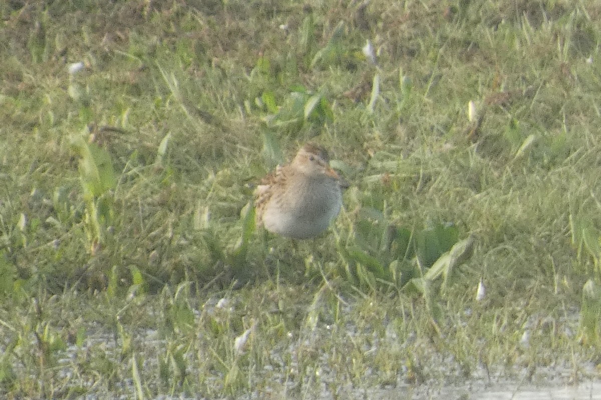 Pectoral Sandpiper - ML609514623