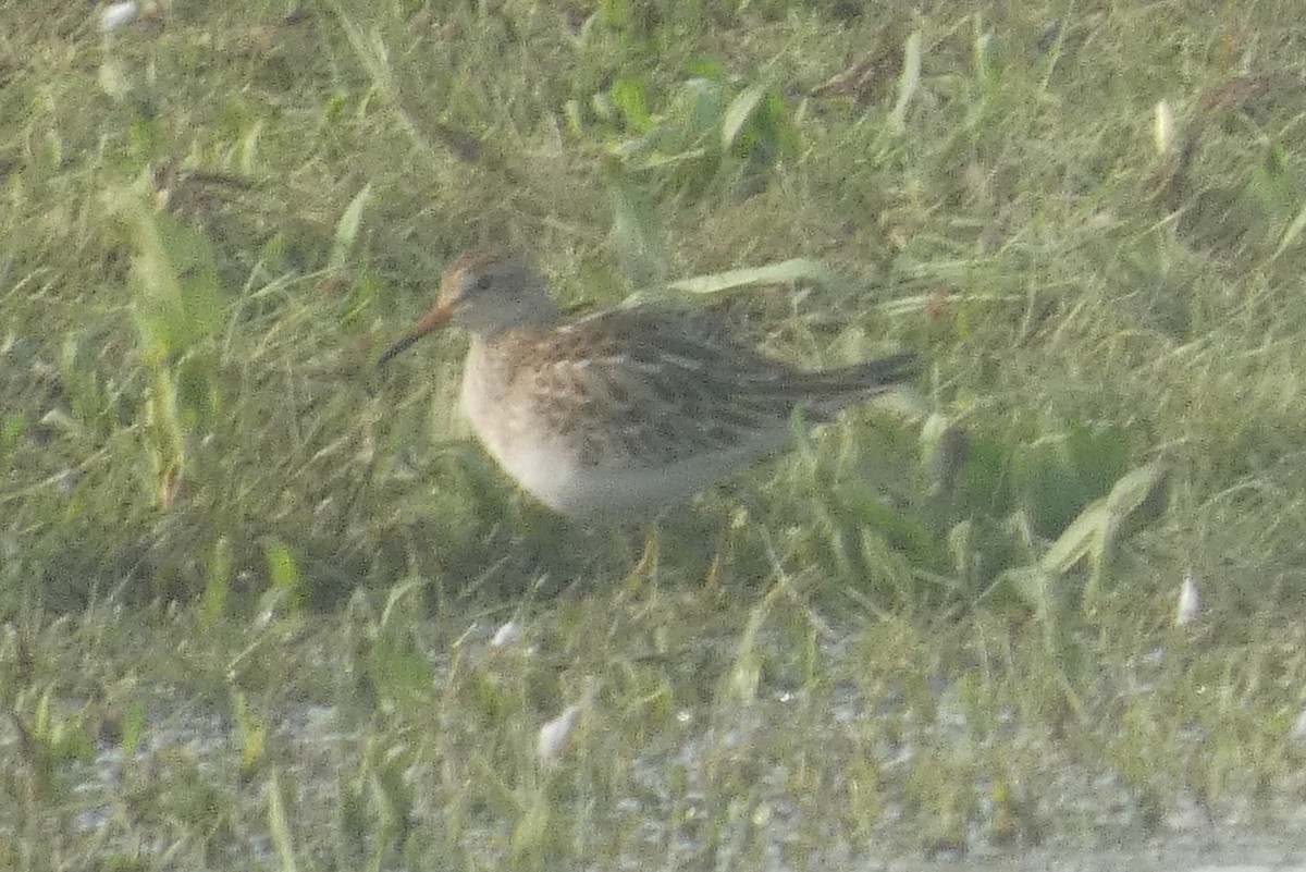 Pectoral Sandpiper - ML609514624