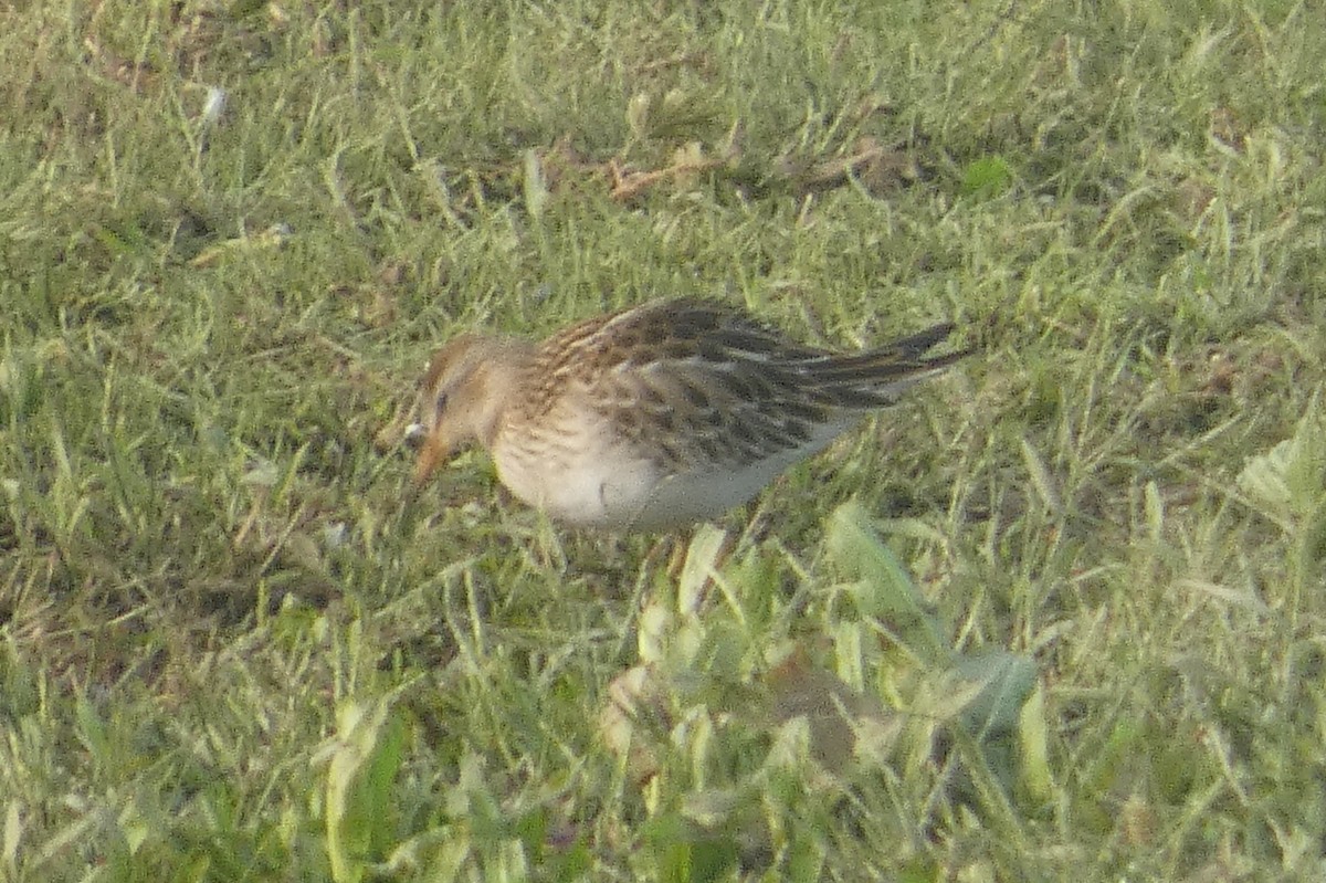 Pectoral Sandpiper - ML609514625