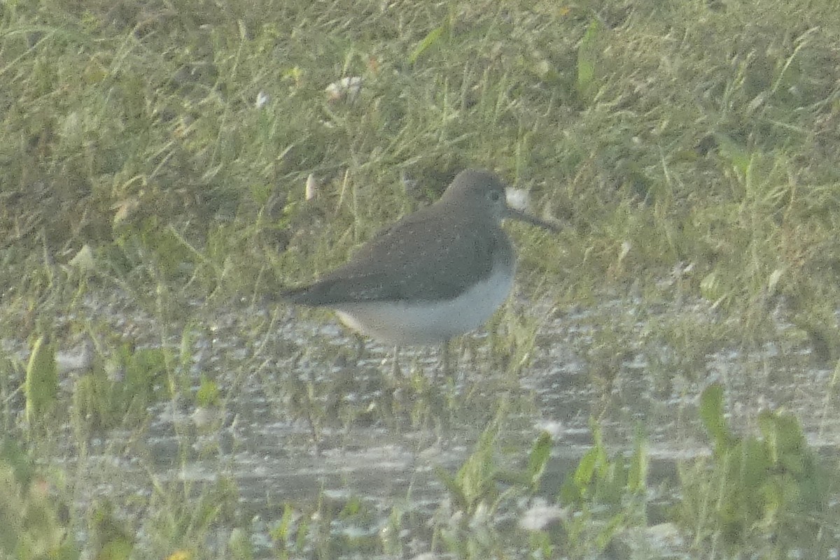 Solitary Sandpiper - ML609514627