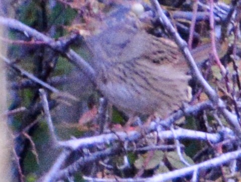 Lincoln's Sparrow - ML609514633