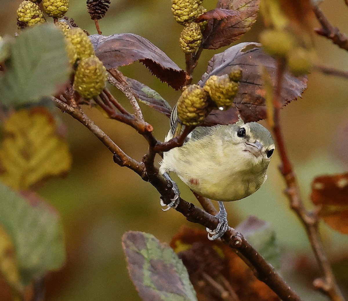 Cerulean Warbler - ML609514706