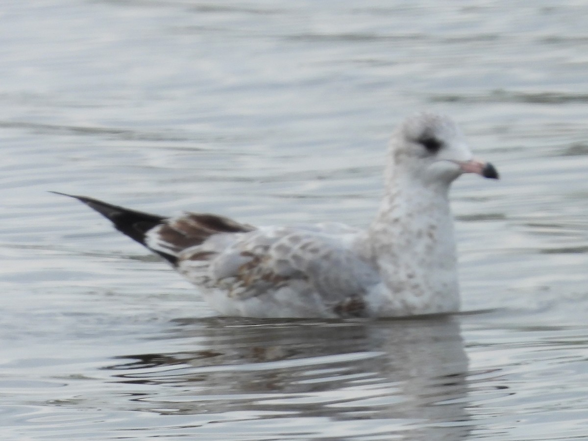 Ring-billed Gull - ML609514773