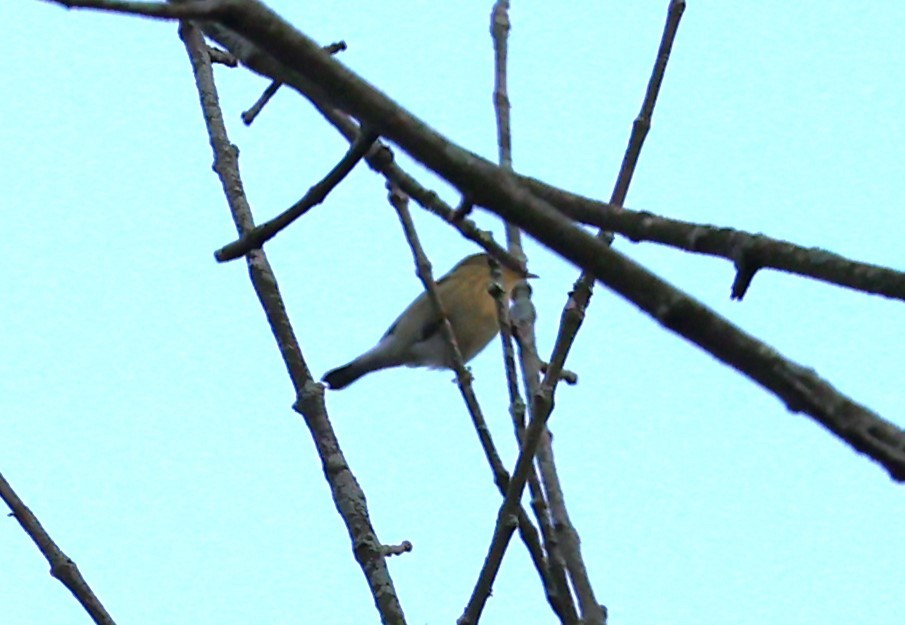 new world warbler sp. - ML609514850