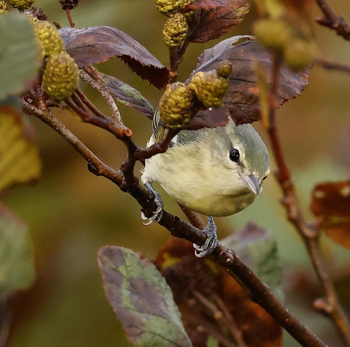 Cerulean Warbler - ML609514852