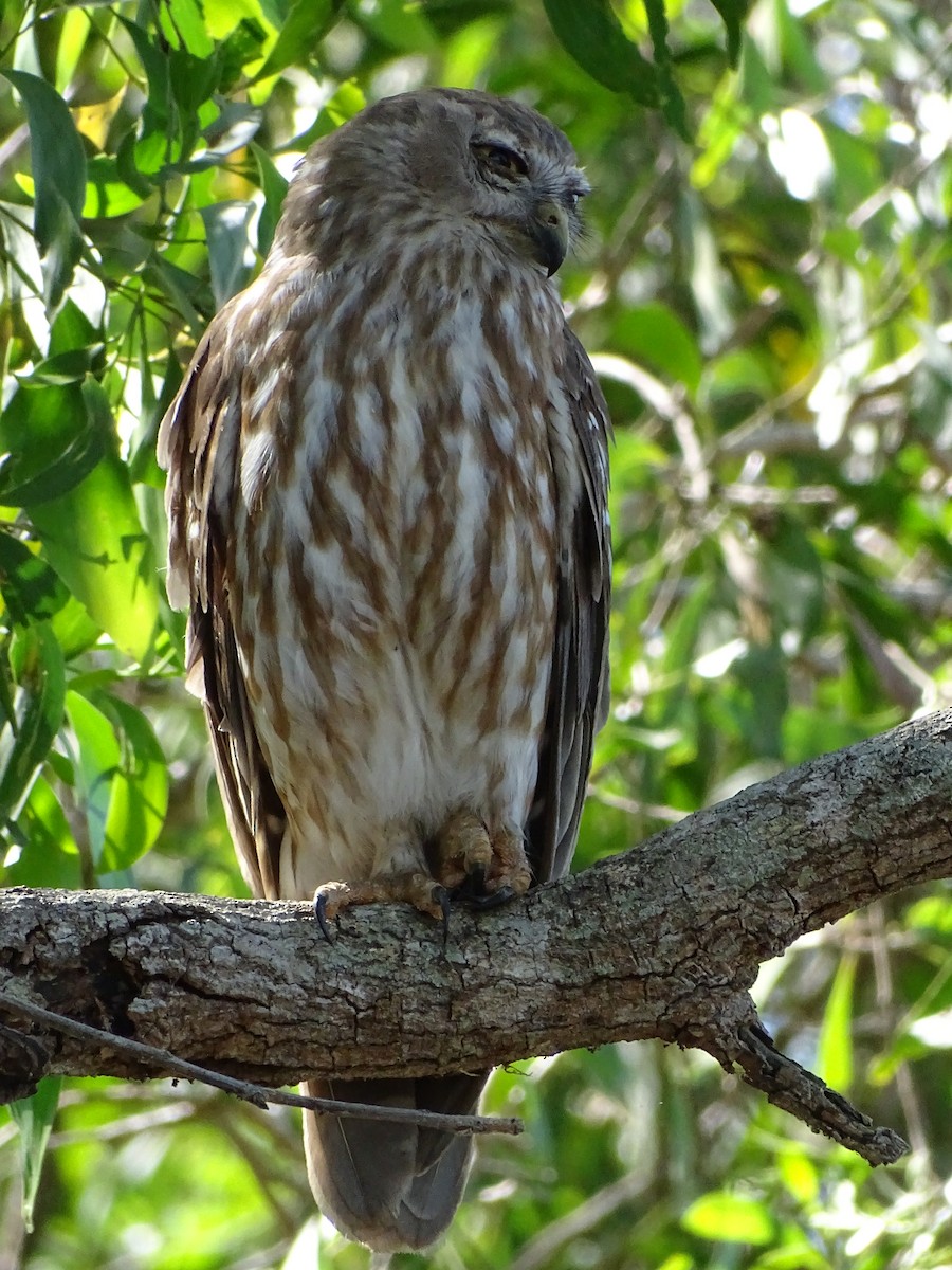 Barking Owl - ML609514871