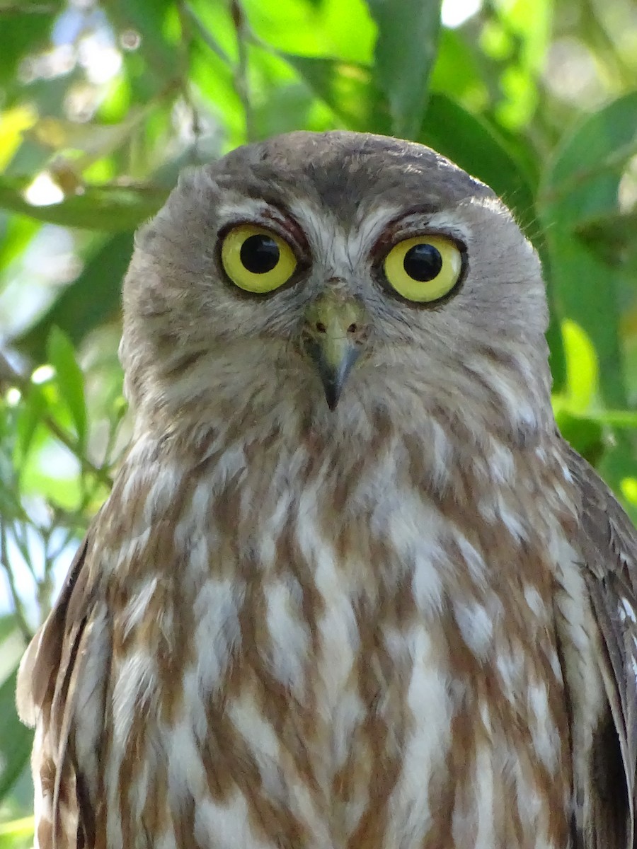 Barking Owl - ML609514877