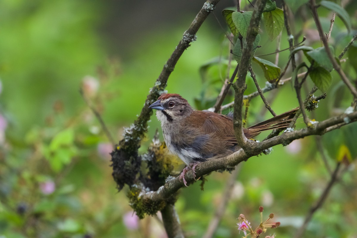 Rusty Sparrow - John van Dort