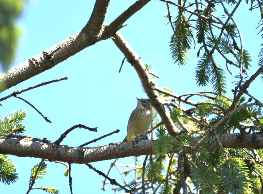 Palm Warbler - ML609514988