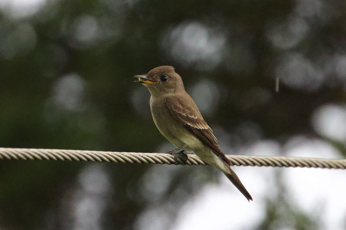 Western Wood-Pewee - ML609515028