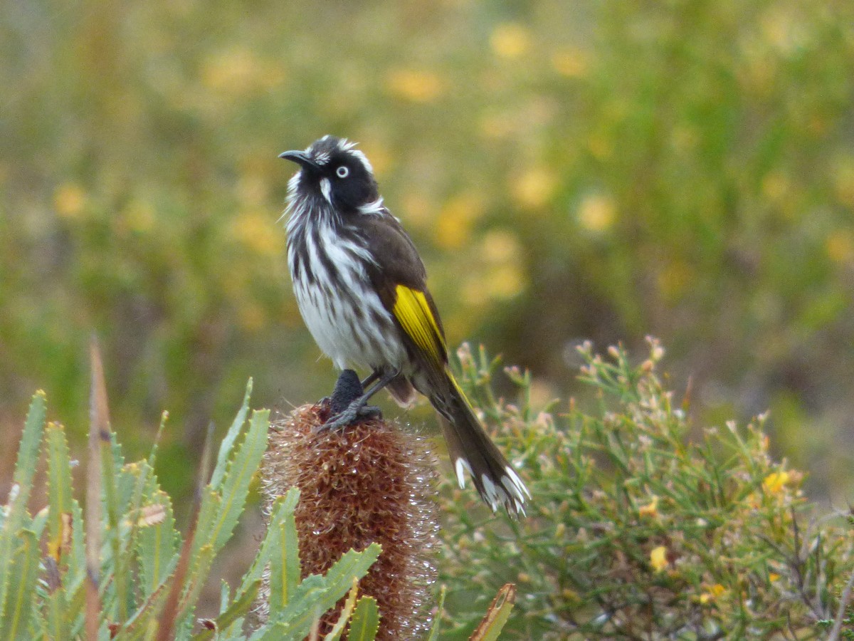 New Holland Honeyeater - ML609515055