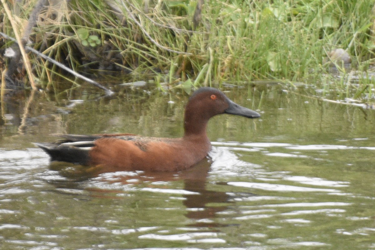 Cinnamon Teal - ML609515081