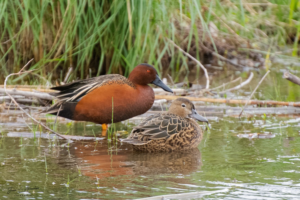 Cinnamon Teal - ML609515082