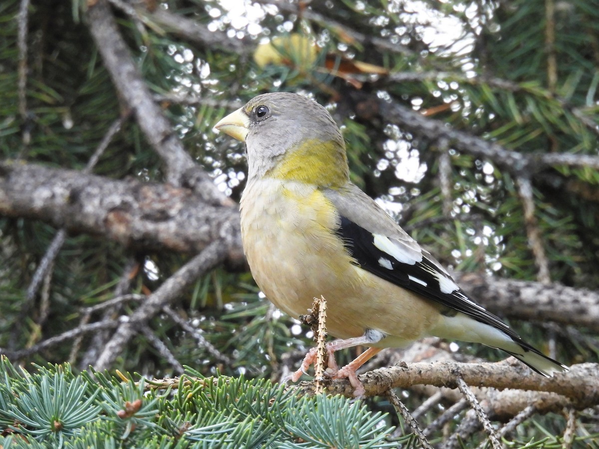 Evening Grosbeak - ML609515314