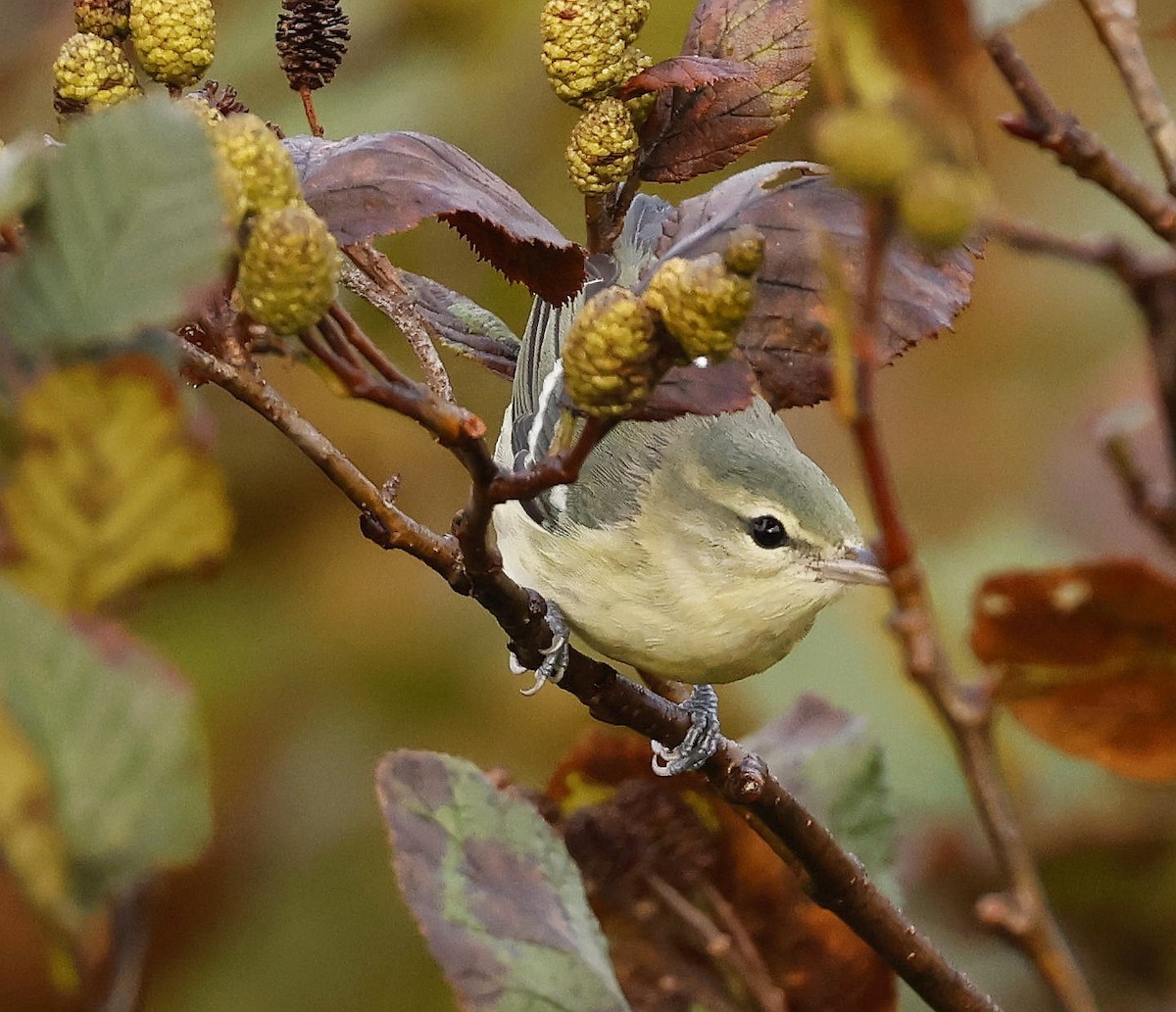 Cerulean Warbler - ML609515332