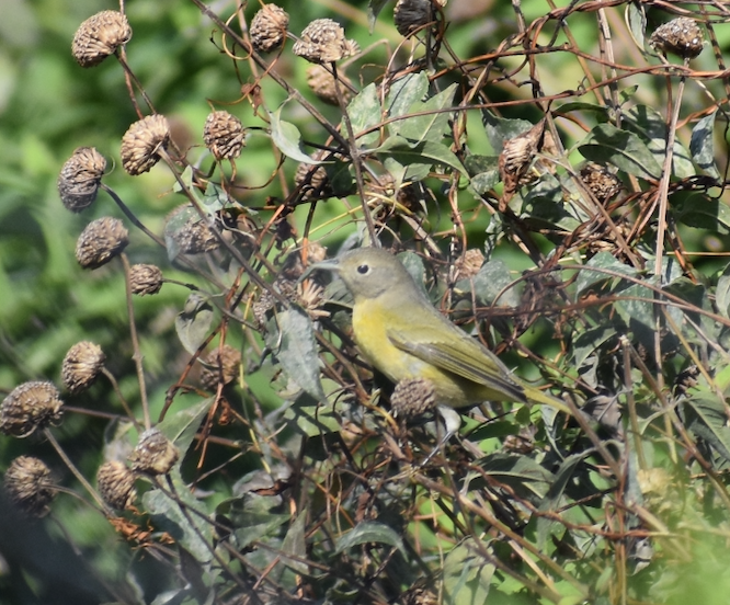 Nashville Warbler - ML609515370