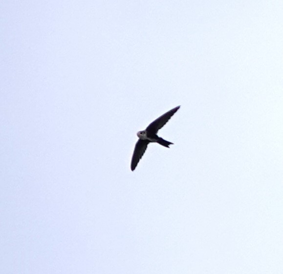 White-throated Swift - Sylvia Afable