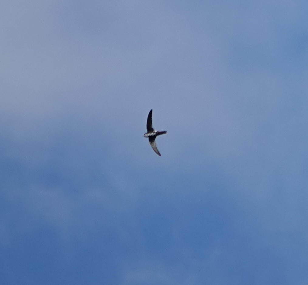 White-throated Swift - ML609515394