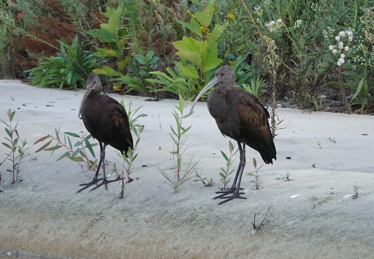 White-faced Ibis - ML609515403