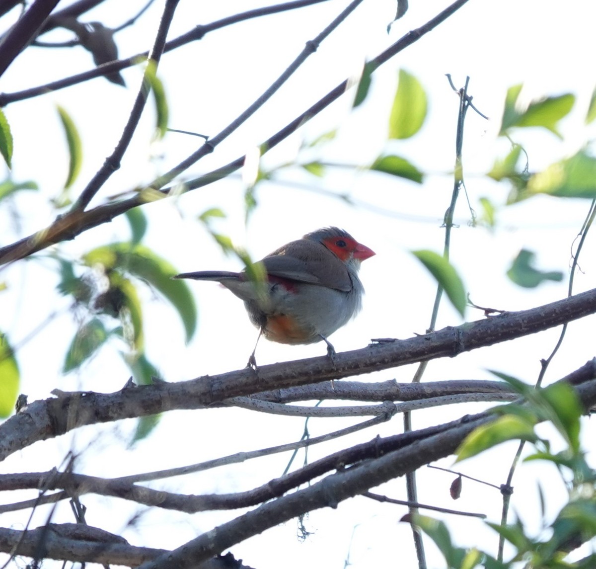 Orange-cheeked Waxbill - ML609515463