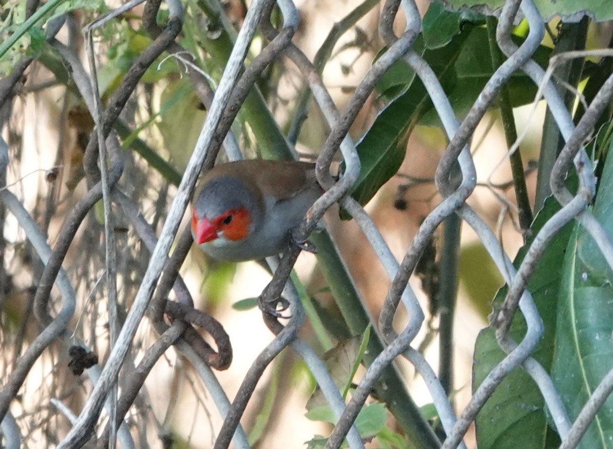 Orange-cheeked Waxbill - ML609515465