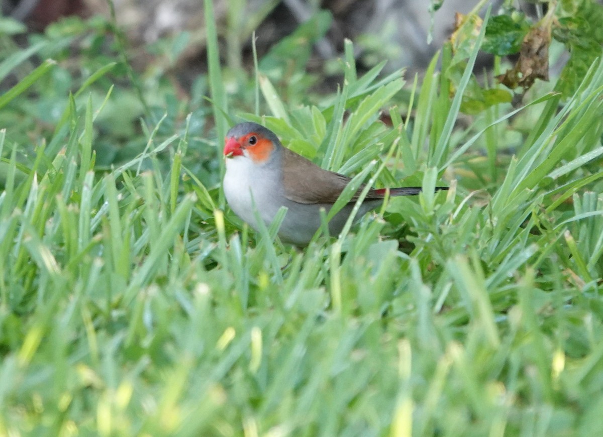 Orange-cheeked Waxbill - ML609515466